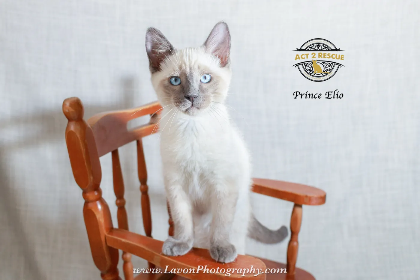 Prince Elio - Photo 1