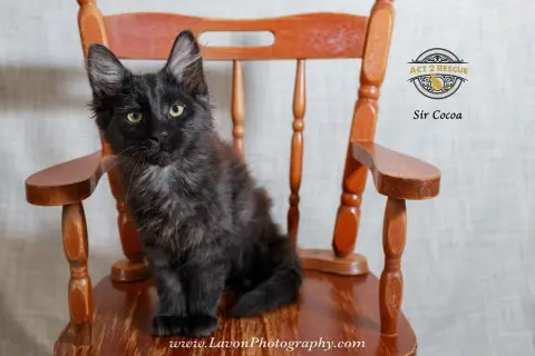 Sir Cocoa