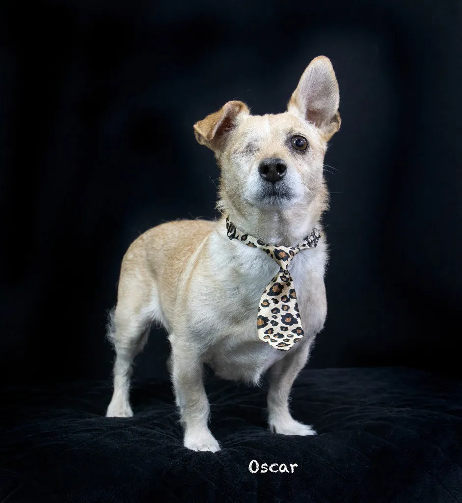 Oscar - Photo 1