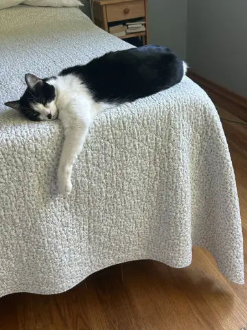Hamish