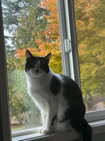Hamish