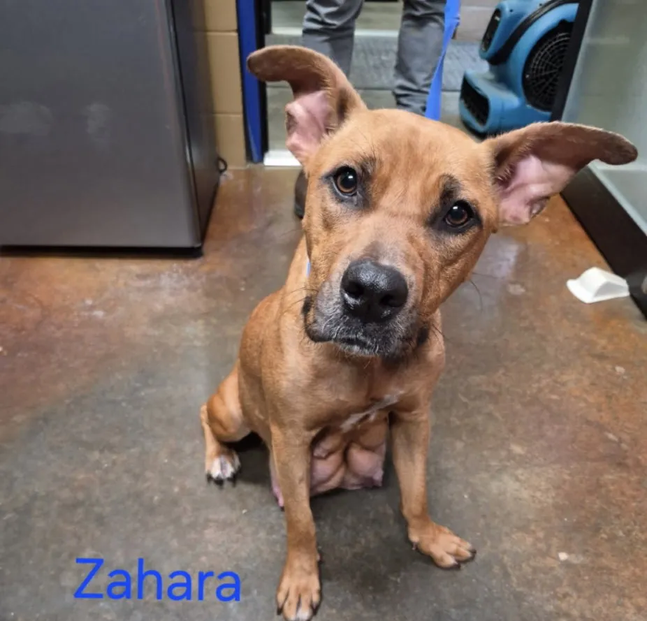 Zahara - Photo 1