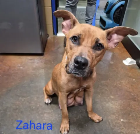 Zahara
