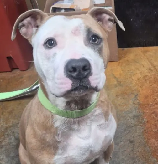 Tyson - Photo 1