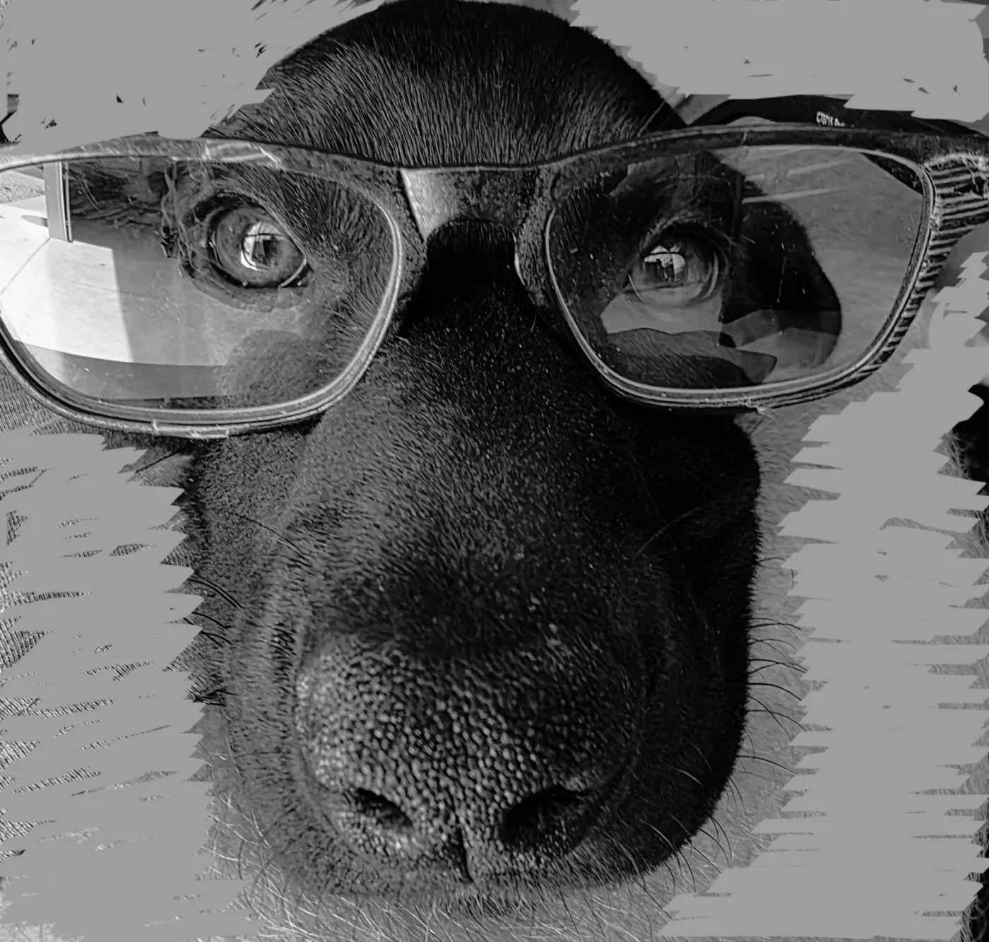 Ozzy - Photo 1