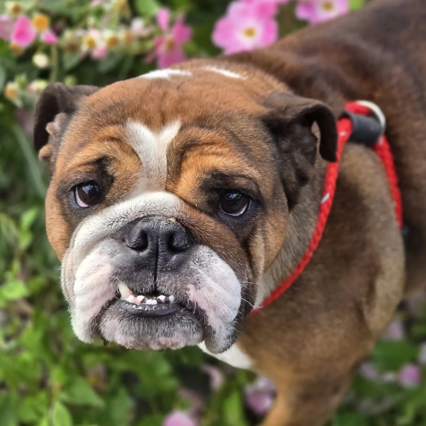 Petunia - Photo 1