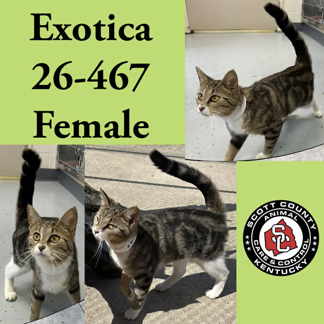 Exotica - Photo 1