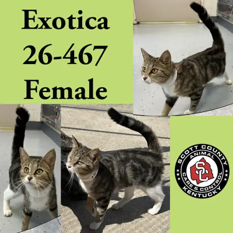 Exotica