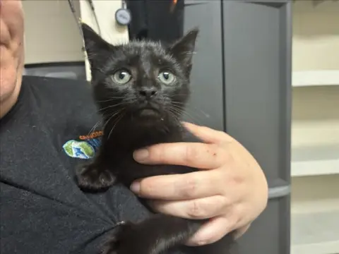 Vader