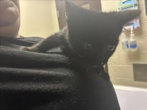 Loki