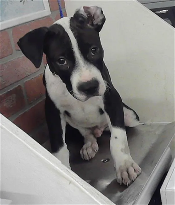 Buddy - Photo 1