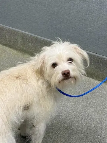 Maggie