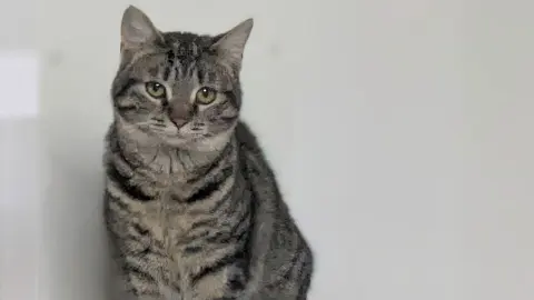 Snowcone thumbnail 2