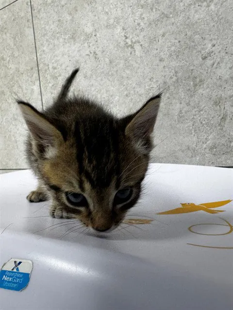 Whiskers - Photo 1