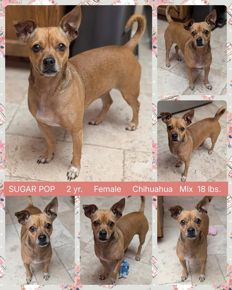 Sugar Pop - Photo 1