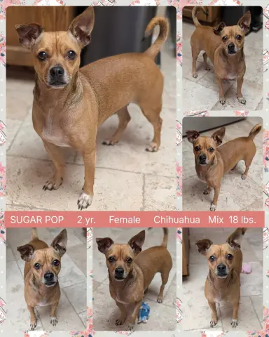 Sugar Pop