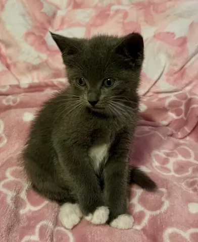 Yoda