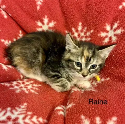 Raine