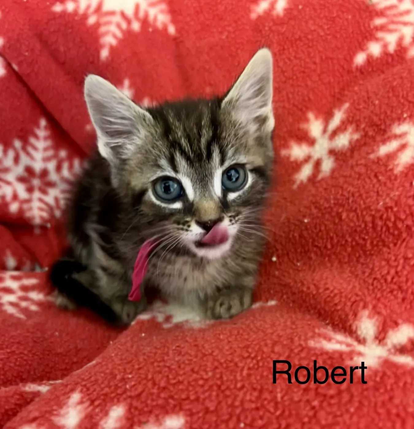 Robert - Photo 1