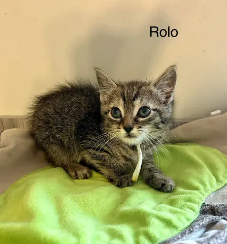 Rolo
