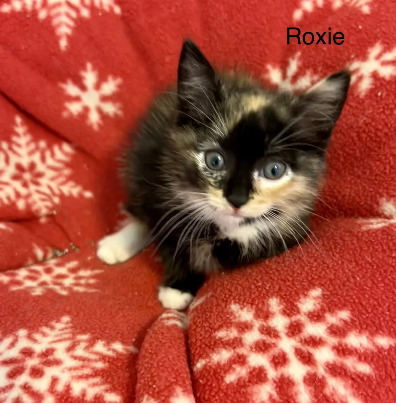 Roxy - Photo 1
