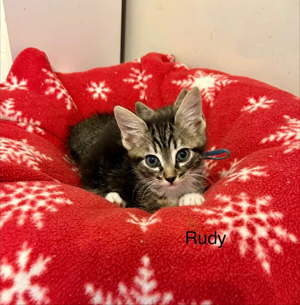 Rudy - Photo 1