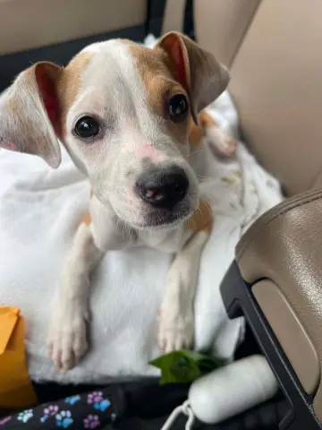 Queso