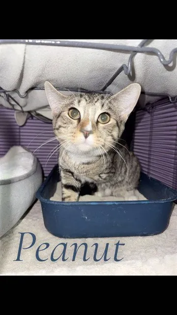 Peanut - Photo 1