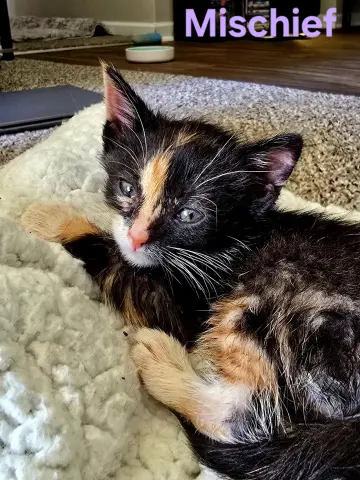 Mischief