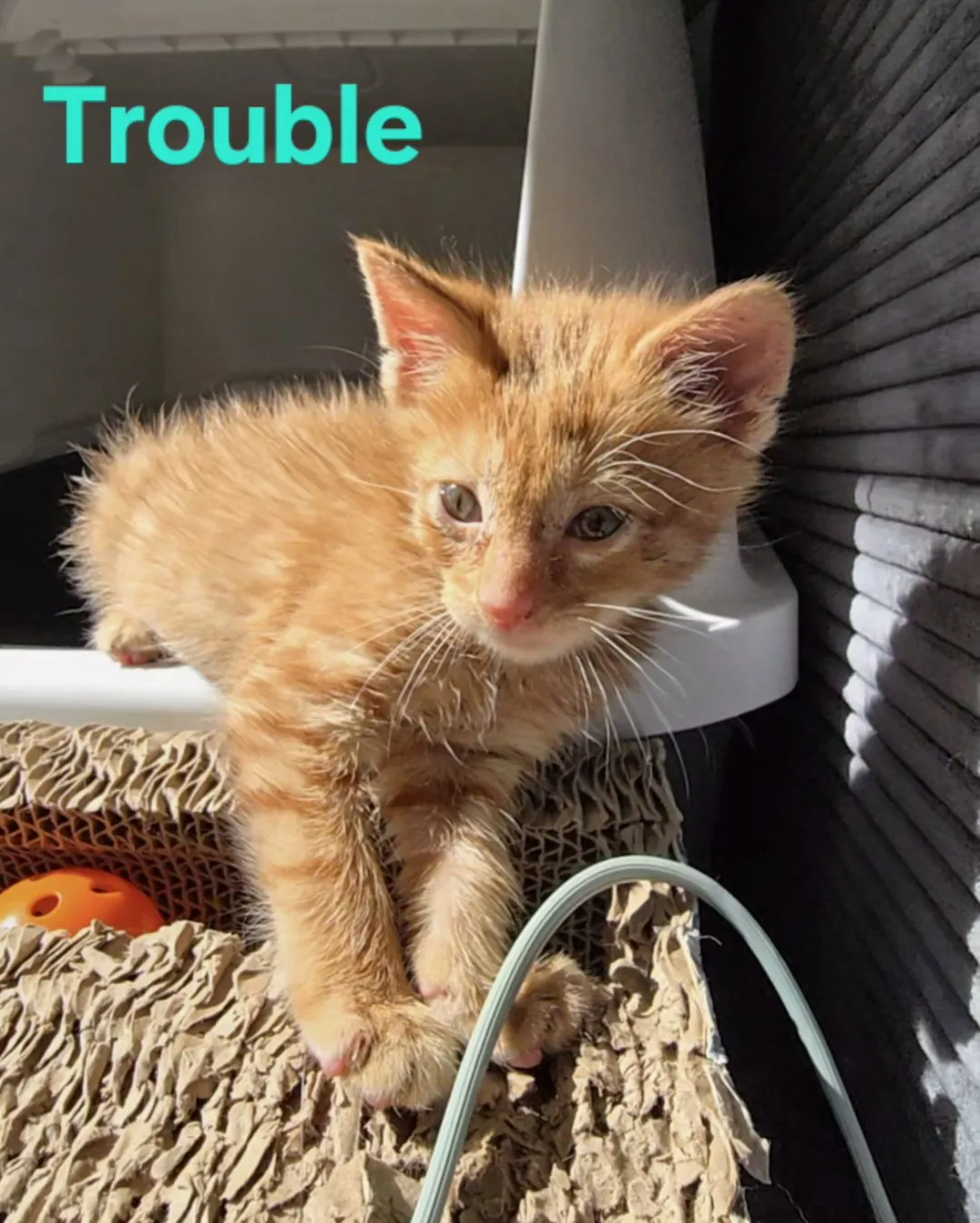 Trouble - Photo 1