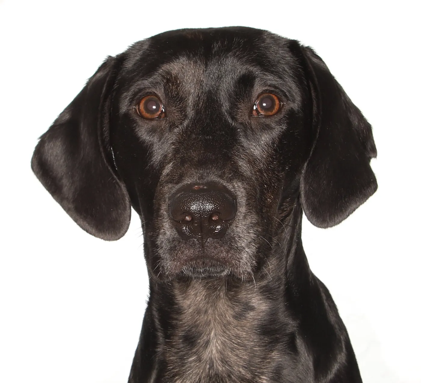 Jobi - Photo 1