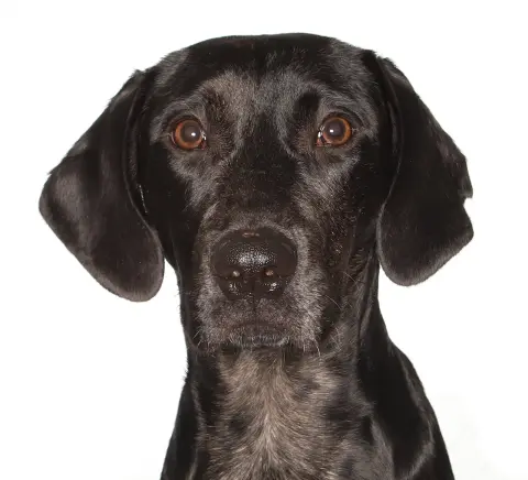 Jobi