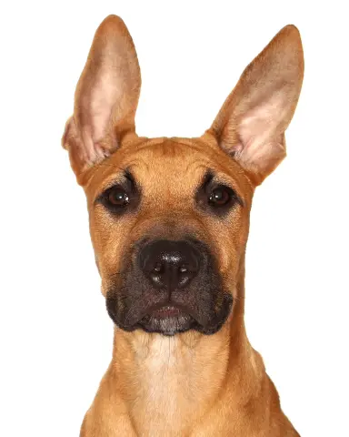 Benji