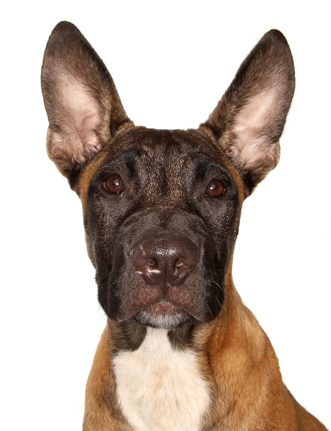 Otto - Photo 1