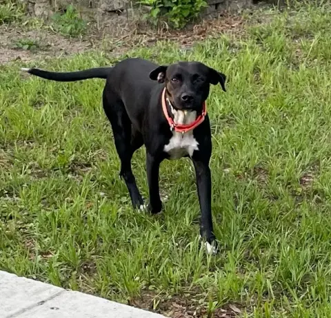 Betty Wiggles