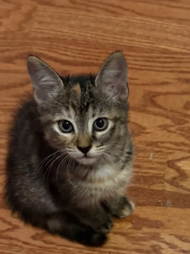 Kiki - Photo 1