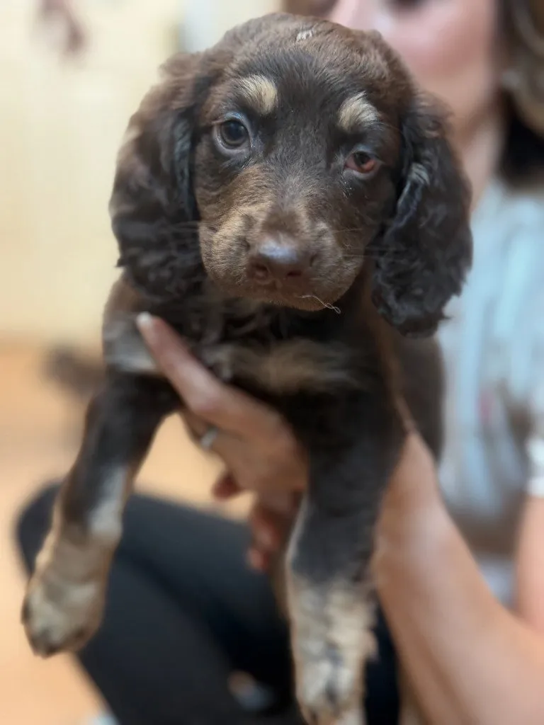 Bentley - Photo 1