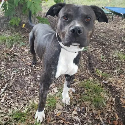 Maximus