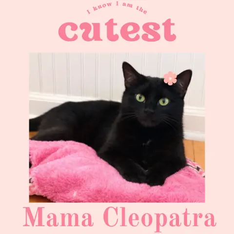 Cleopatra