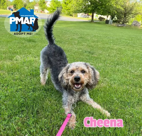 Cheena