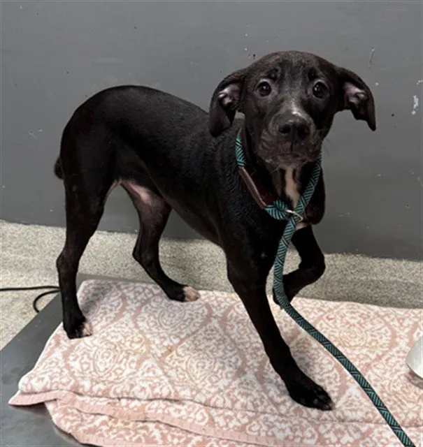 Luigi - Photo 1