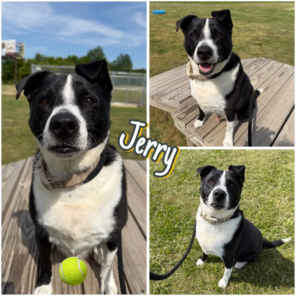 Jerry - Photo 1