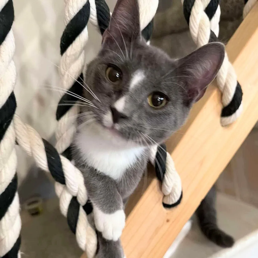 Oreo Grey - Photo 1