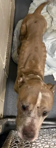 Ralphie