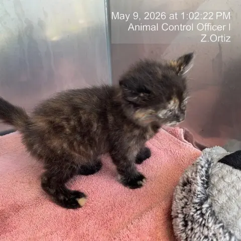 Kitten