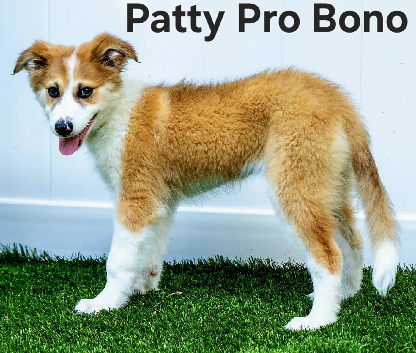 Patty Pro Bono - Photo 1