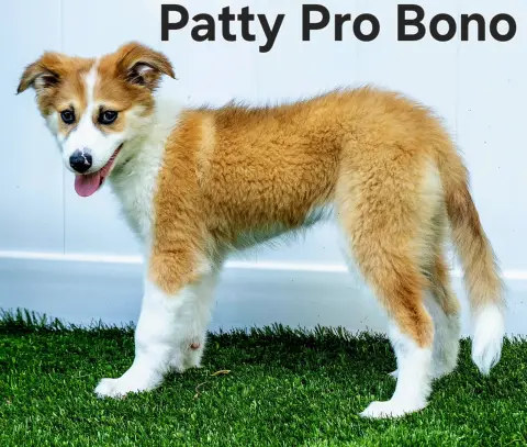 Patty