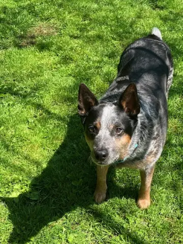 Finnegan