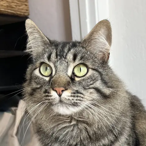 Oreo