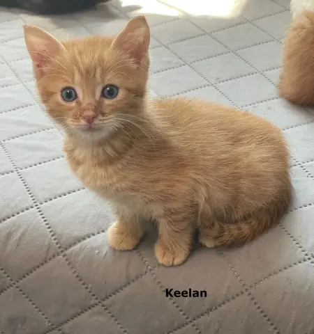 Keelan